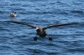 Black-footed Albatross